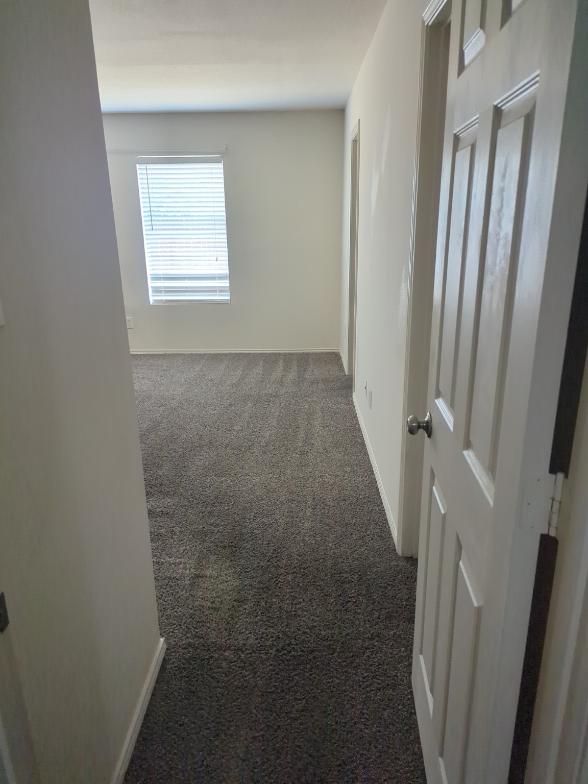 Pet Stain & Odor Removal service in Dallas Fort Worth