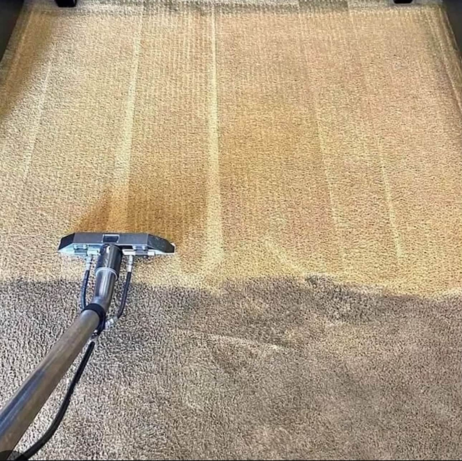Professional carpet extraction showing a dramatic clean path by Stain Punishers
